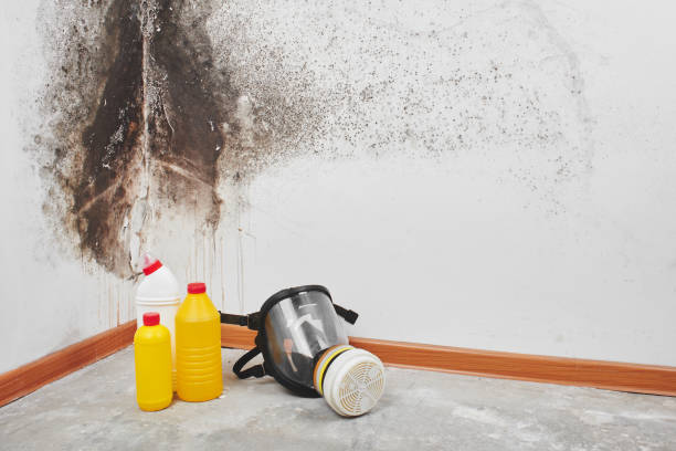 Professional Mold Removal in Garberville, CA