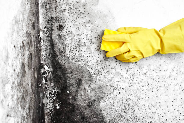 Best Mold Testing  in Garberville, CA