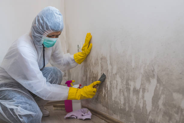 Best Same-Day Mold Removal  in Garberville, CA