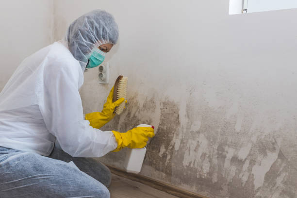 Best Mold Testing  in Garberville, CA