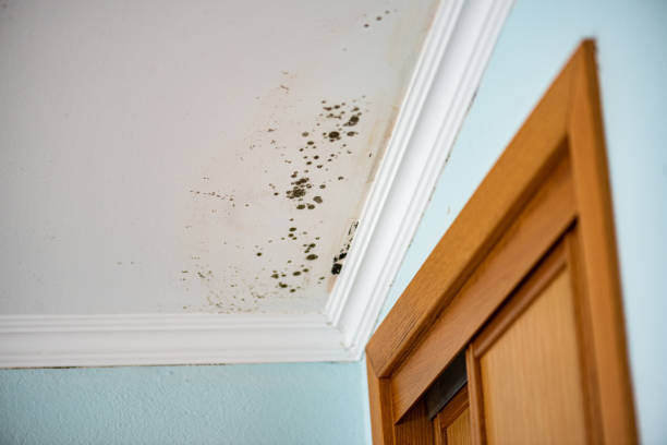 Best Crawl Space Mold Removal  in Garberville, CA