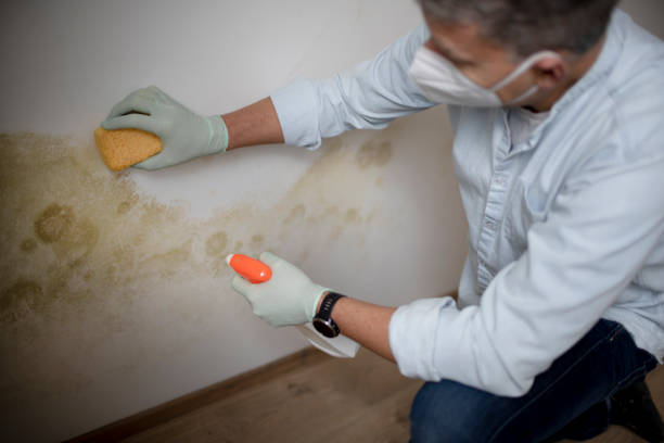 Best Best Mold Removal Companies  in Garberville, CA