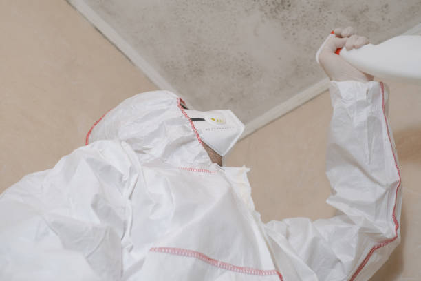 Mold Removal and Inspection in Garberville, CA