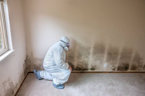Best Black Mold Removal  in Garberville, CA