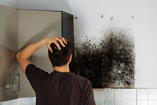 Best Mold Remediation  in Garberville, CA