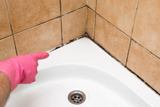 Best Certified Mold Removal  in Garberville, CA