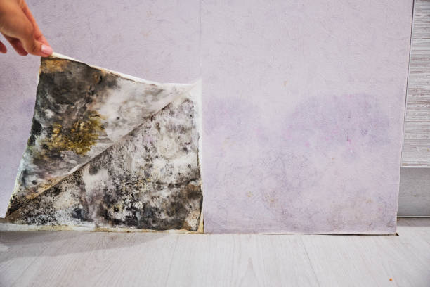 Best Fast Mold Removal  in Garberville, CA